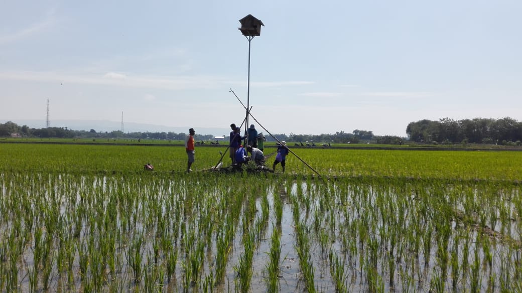 Tekan Populasi Tikus, Pemdes Cangakan Kanor Dirikan Rubuha
